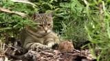 Kočka domácí (Felis silvestris f. catus) a Myš (Mus) v nerovném souboji s jasným vítězem. - video