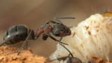 Mravenec lesní (Formica rufa L.) - video