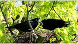 Havran polní (Corvus frugilegus) - video