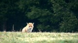 Na lovu - Liška obecná (Vulpes vulpes) - video