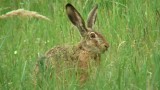 Zajíc polní (Lepus europaeus) - video