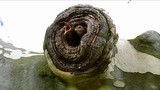 Špaček obecný (Sturnus vulgaris) - video