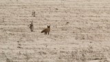 PF 2013 - Liška obecná (Vulpes vulpes)  - video