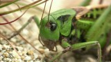 Mezi Šumavskými stébly - Kobylka hnědá (Decticus verrucivorus) - video