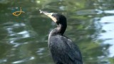 Kormorán velký (Phalacrocorax carbo)  - video