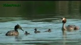 Potápka Roháč (Podiceps cristatus) - Starost o mladé - video