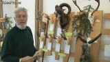 Chovatelská přehlídka trofejí zvěře za rok 2012, OMS Pelhřimov - video