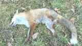 Rarita - Liška obecná (Vulpes vulpes) - video